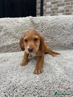 Cocker Spaniel dogs - Advert 12