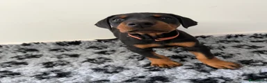 Dobermann Puppy 7