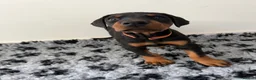 Dobermann dogs for sale: 9 Doberman Puppies- Ready to leave 6th June - Advert 14