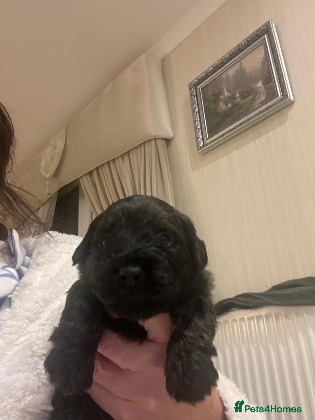 Mixed Breed dogs for sale: Beautiful Dachshund X westie puppies - Advert 2