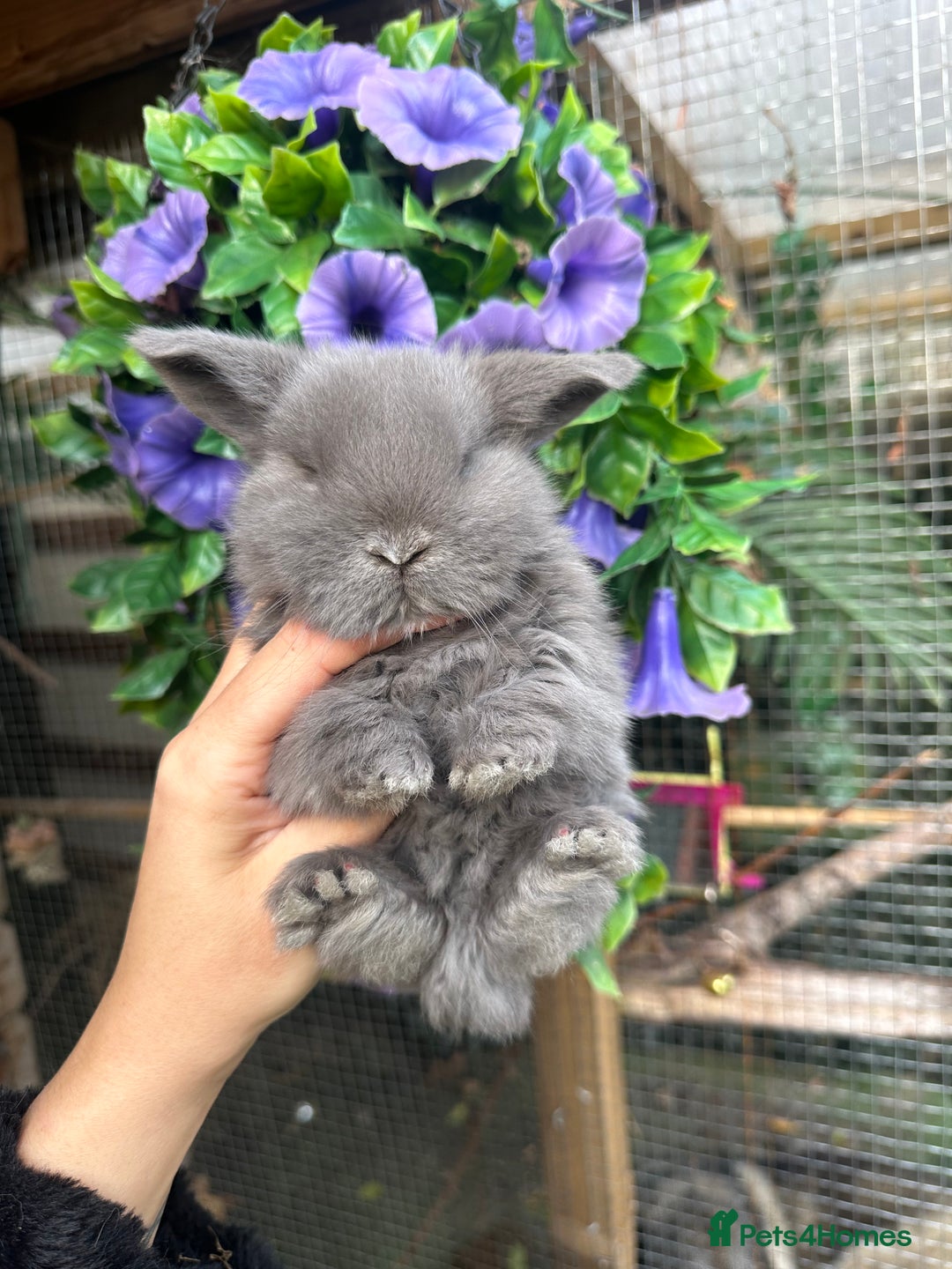 Mini Lop rabbits for sale: Adorable Mini Lop Baby’s  - Image 5