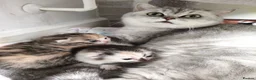 Munchkin cats for sale: Beautiful girls  - Advert 3