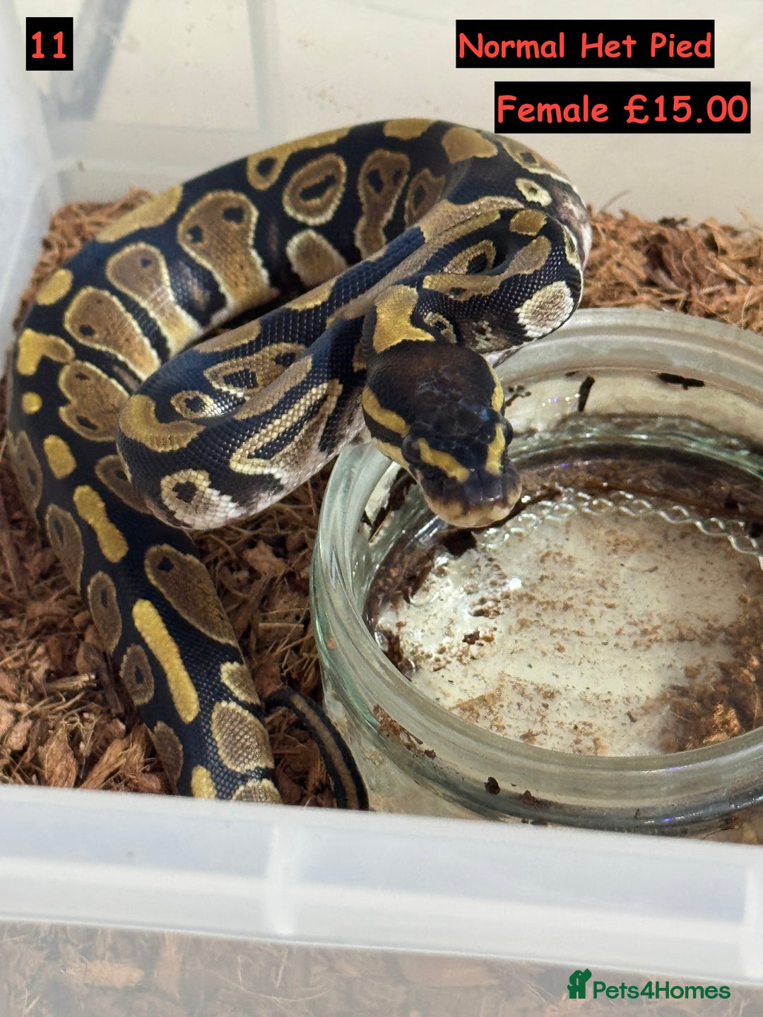 Python Snake reptiles for sale: Baby Ball Python's - Advert 11