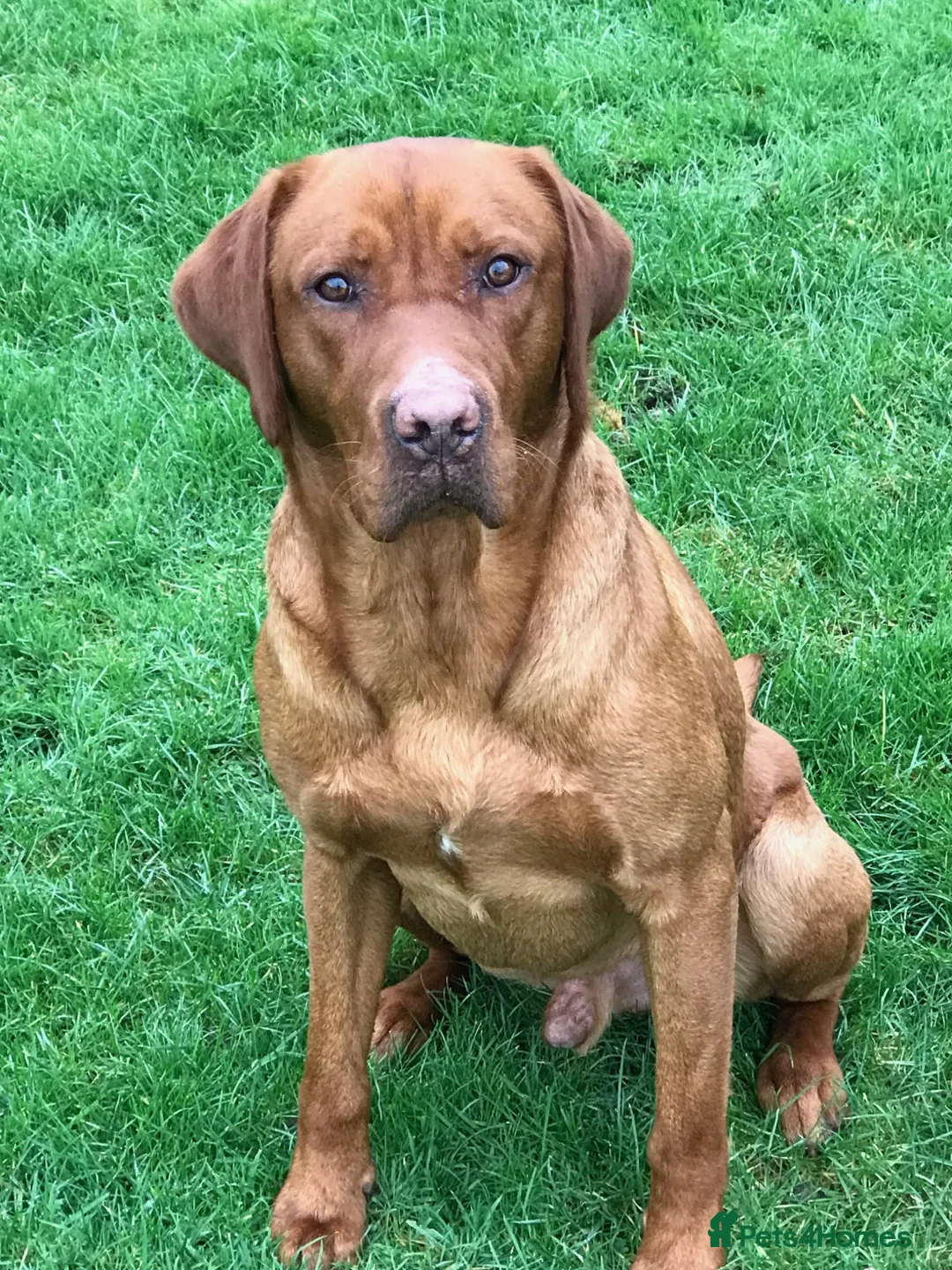 Labrador Retriever dogs for stud: CLAYBROW RED ROOSTER available for Stud - Advert 2