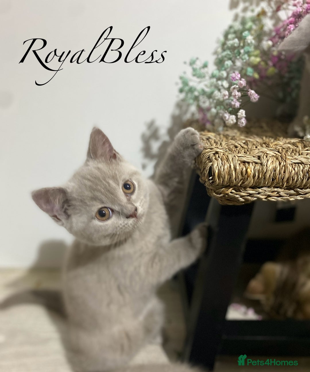 British Shorthair cats for sale: 👑ROYALBLESS STUNNING LILAC BRITISH SHORTHAIR  - Image 6