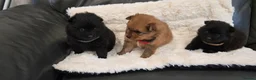 Pomeranian dogs for sale: Pretty cute Pomeranians  - Advert 25