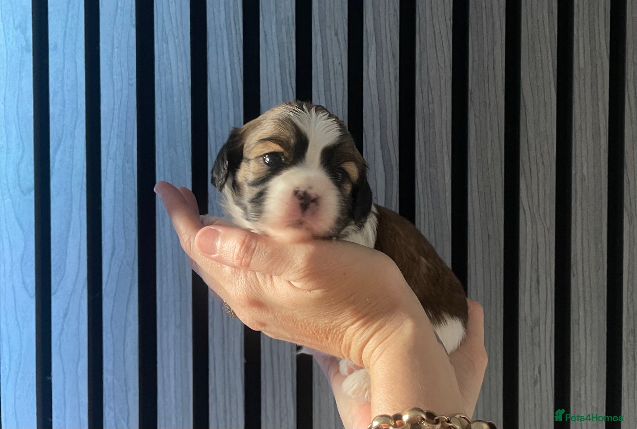 Mixed Breed dogs Shih Tzu x Maltese puppies  - Advert 14