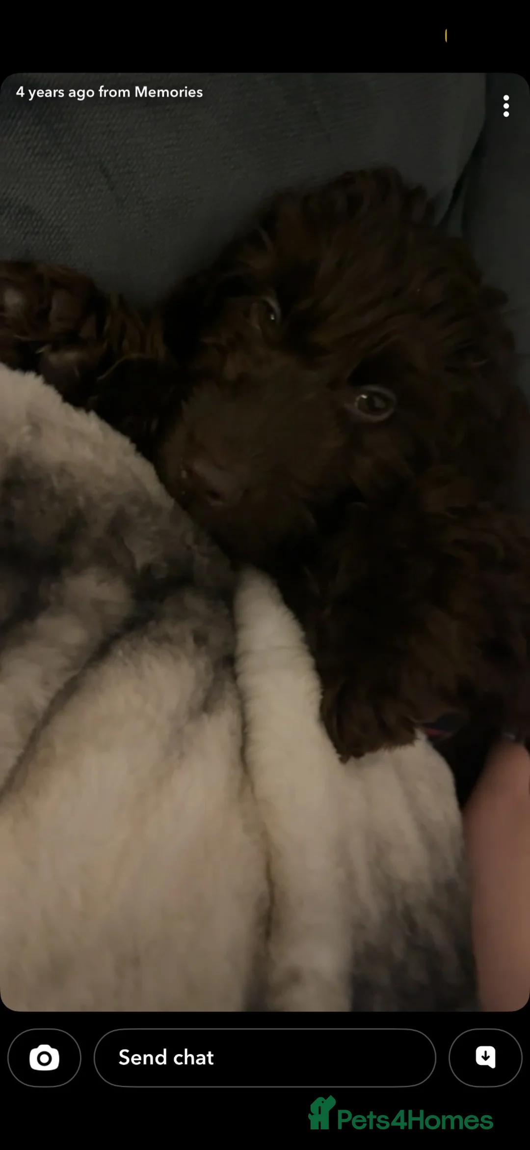 Cockapoo dogs for sale: Cockapoo puppies  - Advert 3