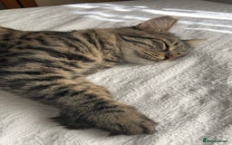 Mixed Breed cats for sale: Cute Adorable Tabby Kittens  - Image 3