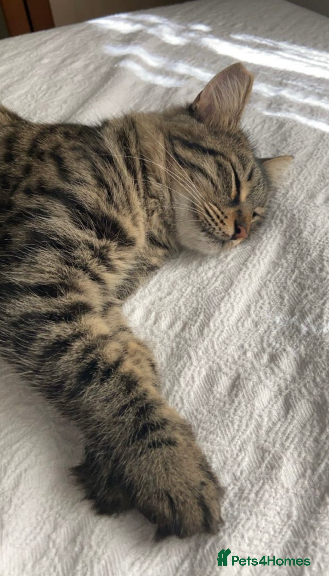 Mixed Breed cats for sale: Cute Adorable Tabby Kittens  - Image 3