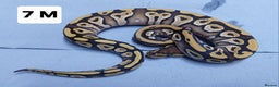 Python Snake reptiles for sale: Hatchling Royal Pythons Males  - Advert 9