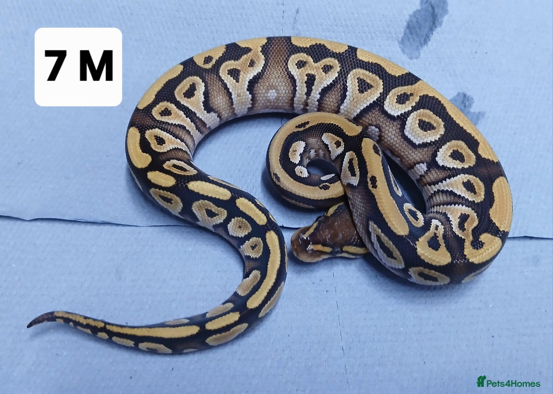 Python Snake reptiles for sale: Hatchling Royal Pythons Males  - Advert 9