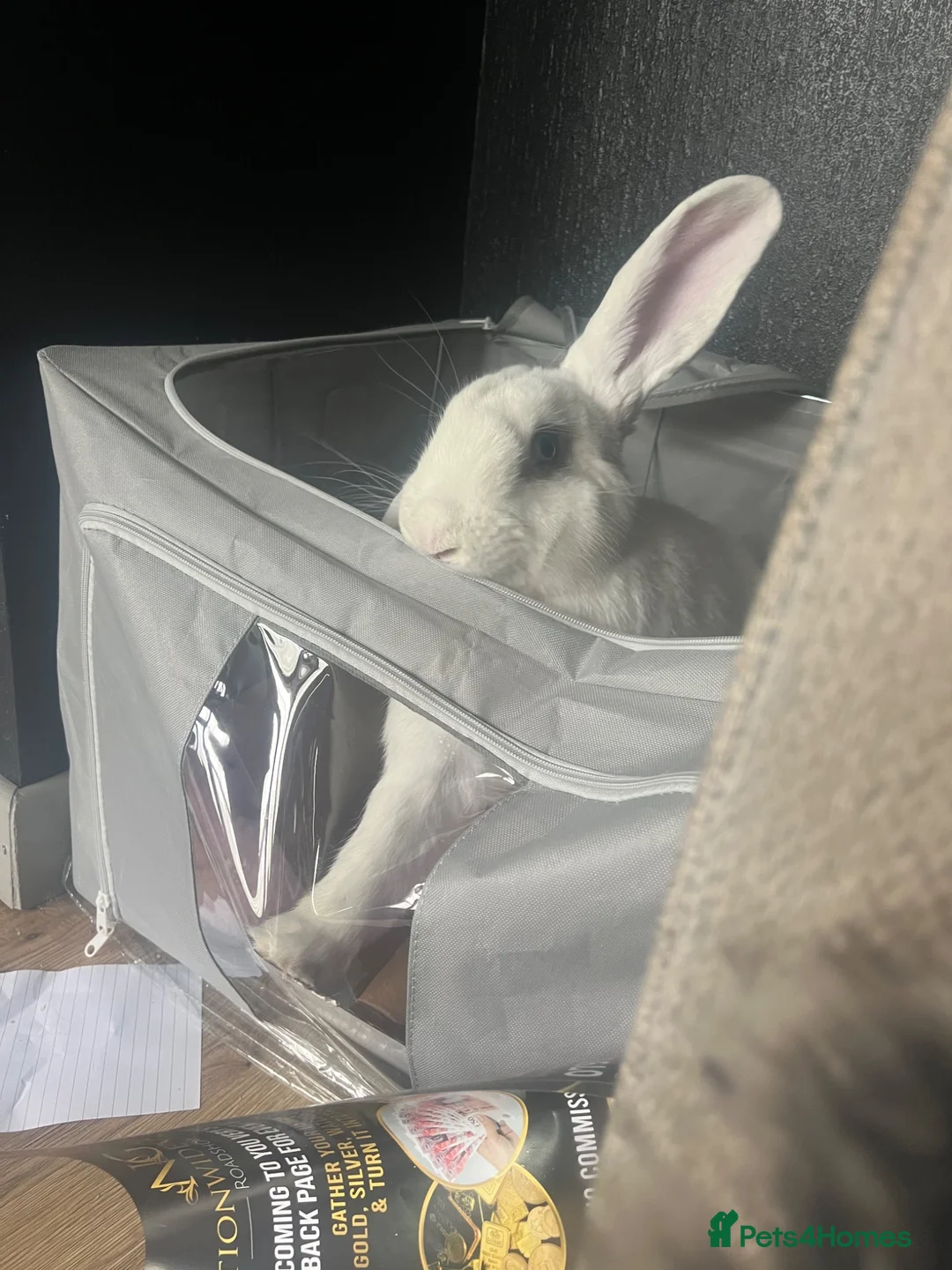Mixed Breed rabbits for sale: X3 rabbits  - Advert 2