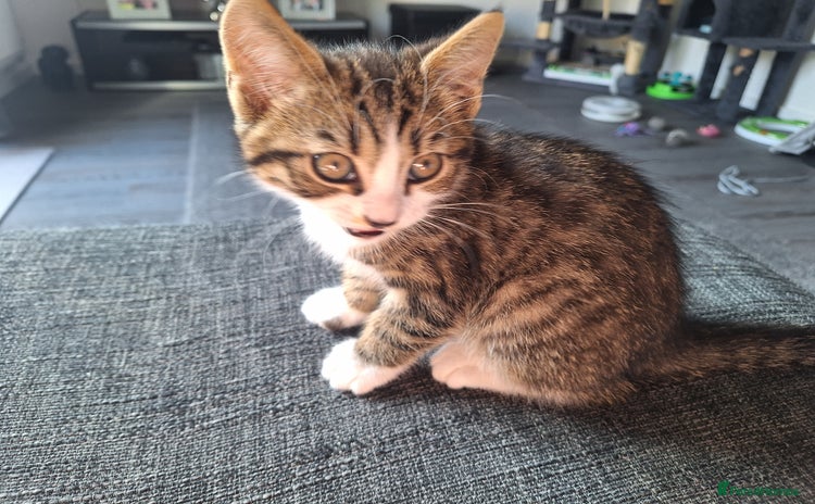 Mixed Breed cats - Advert 1