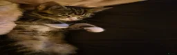 British Shorthair cats for sale: Kittens - Advert 11