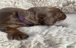 Sprocker dogs for sale: Sprocker puppies  - Advert 12