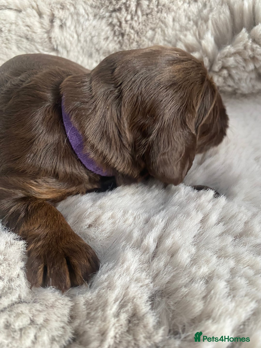 Sprocker dogs for sale: Sprocker puppies  - Advert 12