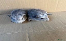 Guinea Pig rodents for sale: Baby Female Guinea Pigs - Image 5