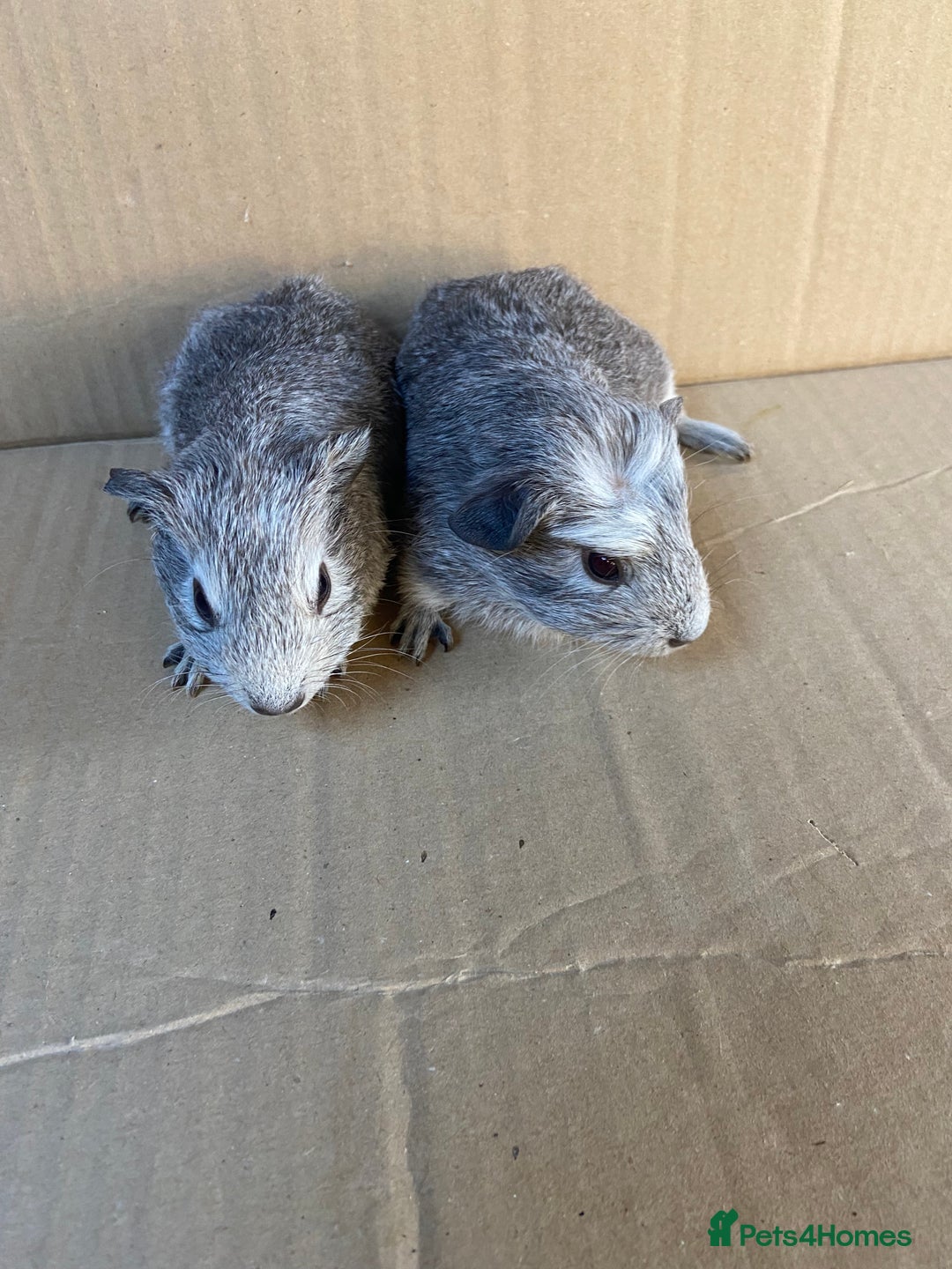 Guinea Pig rodents for sale: Baby Female Guinea Pigs - Image 5