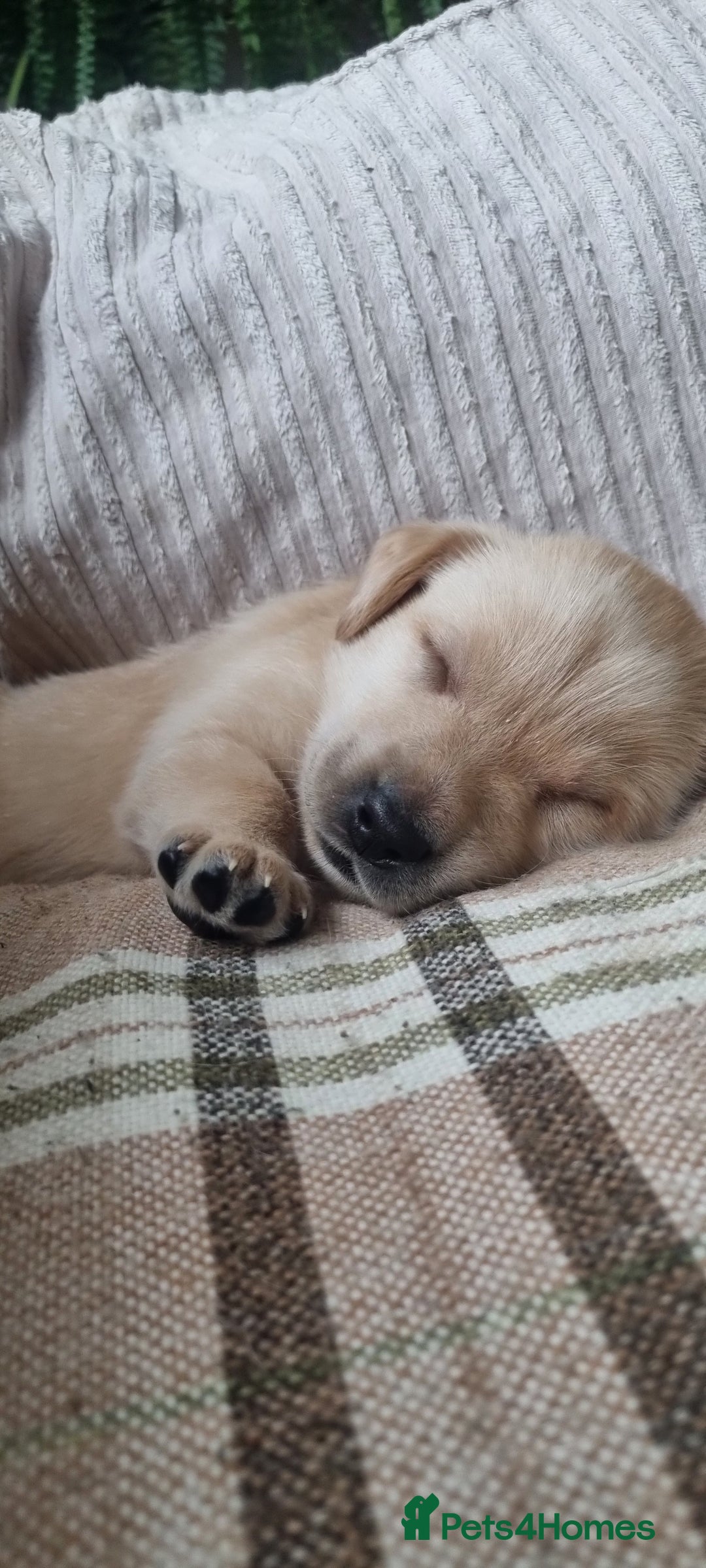 Labrador Retriever dogs for sale: Labrador puppies - Advert 18