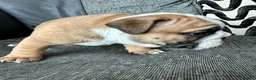 English Bulldog dogs for sale: Stunning red/white kc reg English bulldog puppies  - Advert 25