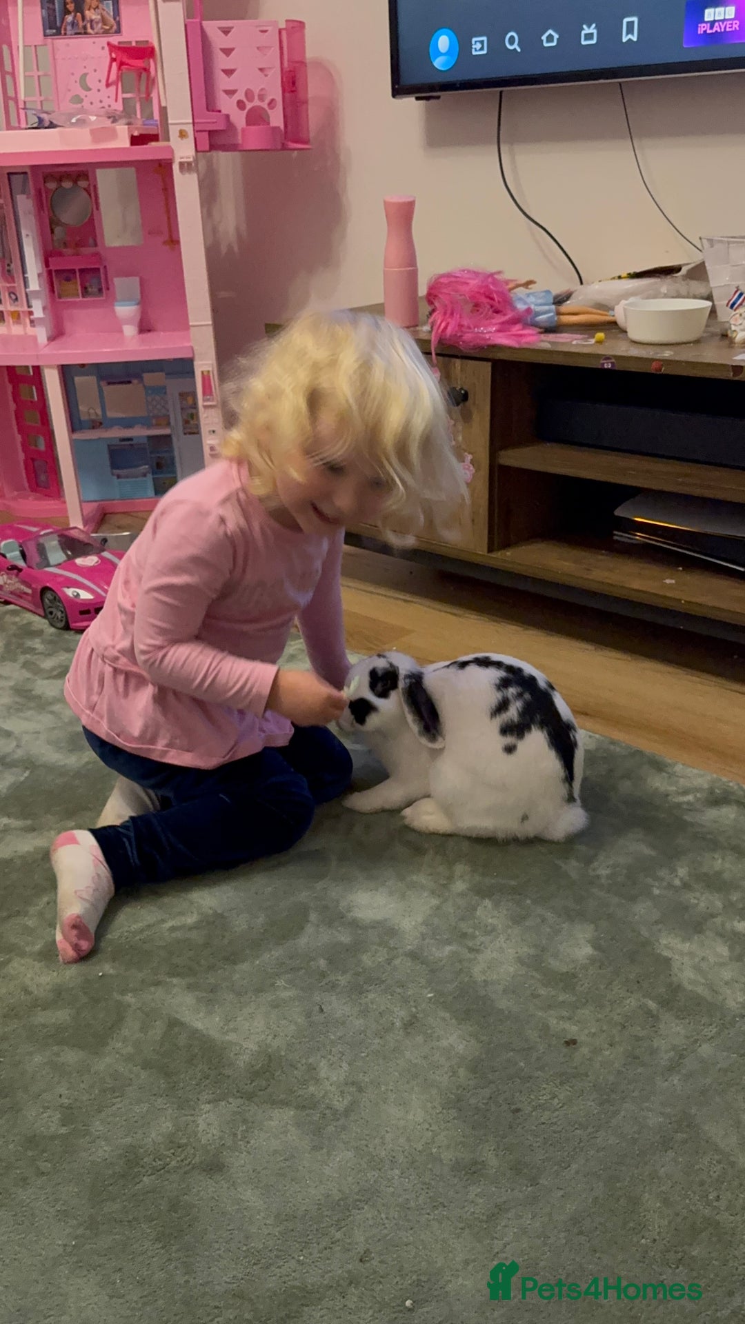 Mixed Breed rabbits for sale: Beautiful female rabbit  - Image 2