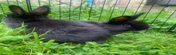 Netherland Dwarf rabbits for sale: Netherland Dwarfs LAST 1 LEFT - Advert 5
