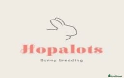 Mini Lop rabbits for sale: Mini lop bucks  - Image 4
