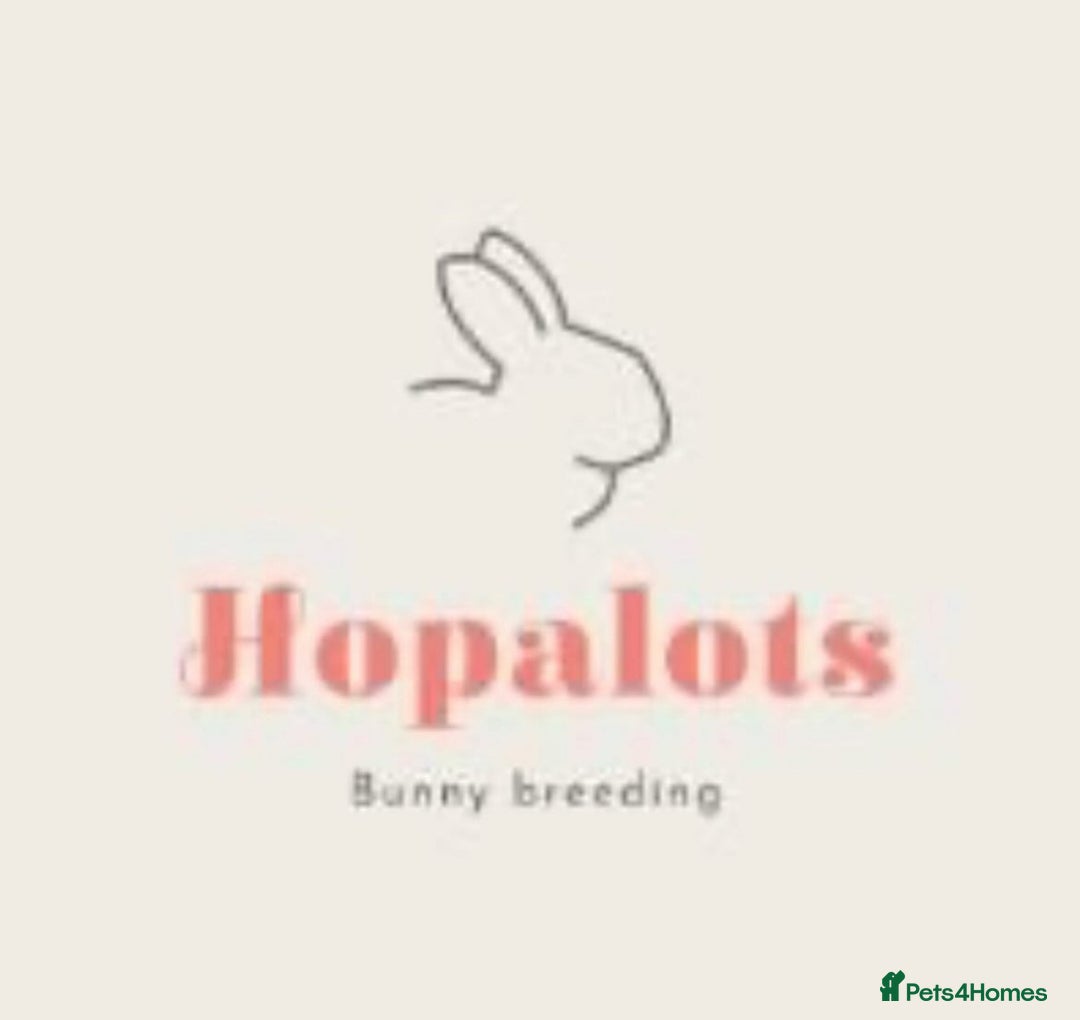 Mini Lop rabbits for sale: Mini lop bucks  - Image 4
