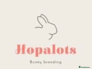 Mini Lop rabbits for sale: Mini lop bucks - Advert 2