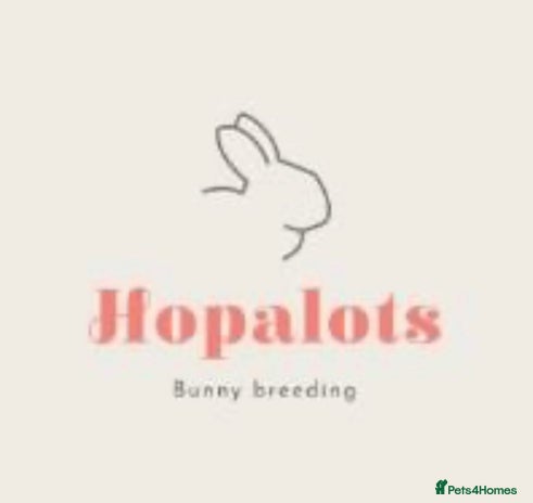 Mini Lop rabbits Mini lop bucks - Advert 17