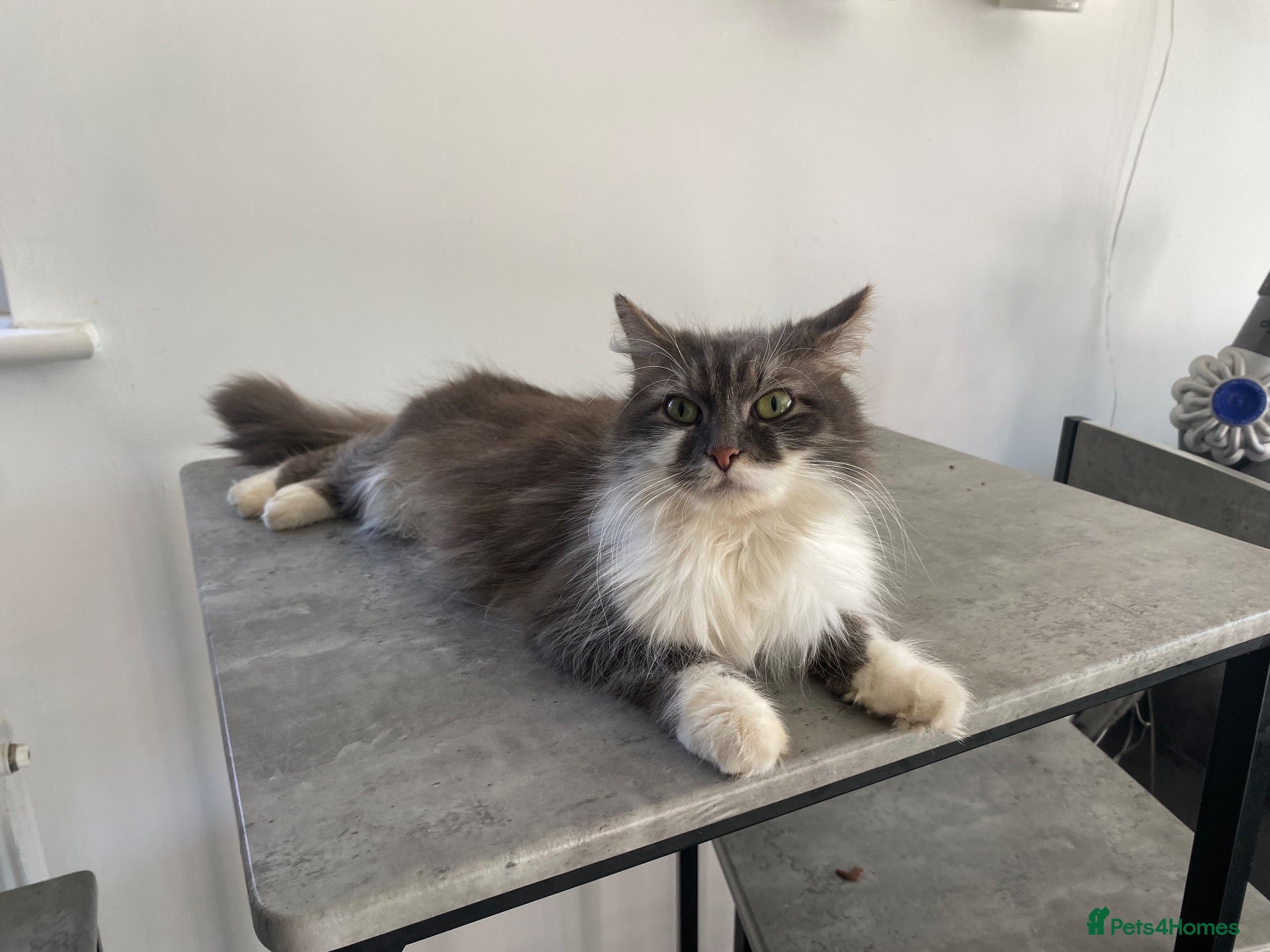Mixed Breed cats for sale: Ragdoll mix - Advert 3