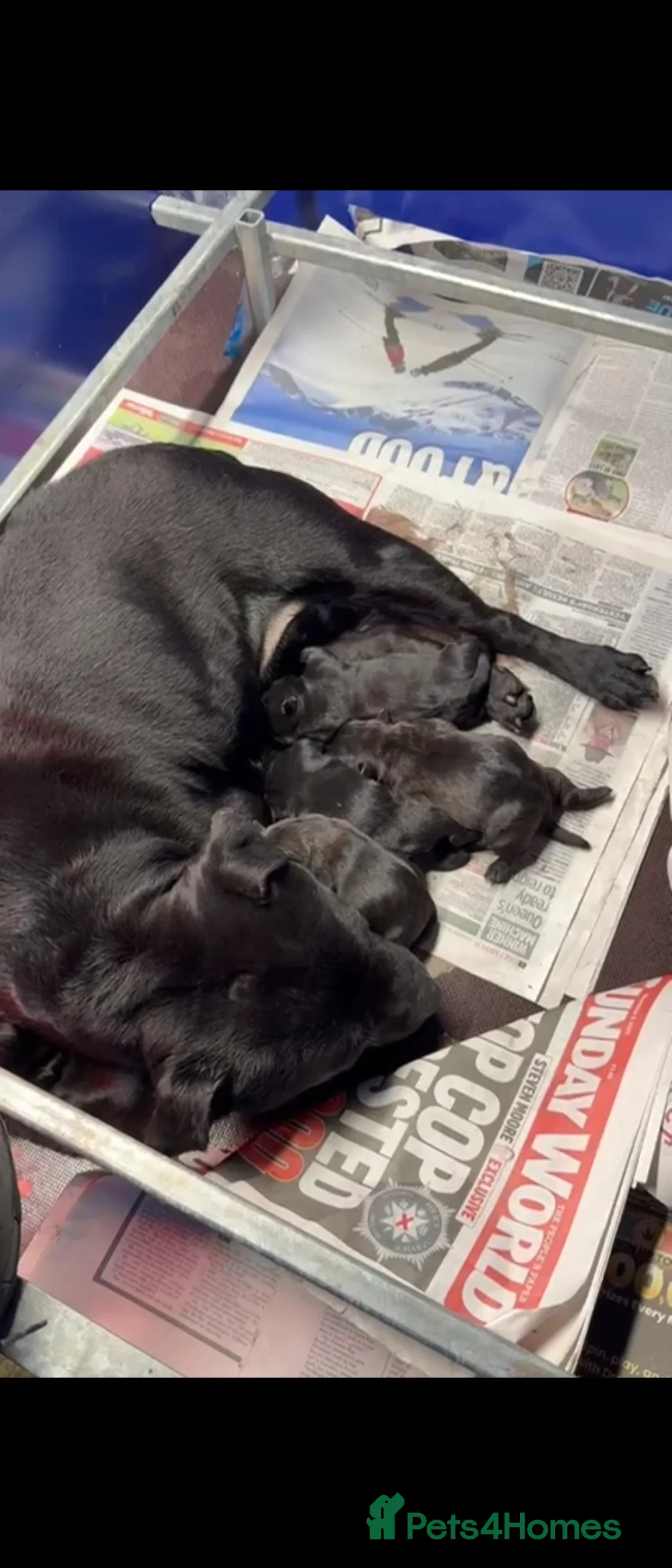 Staffordshire Bull Terrier dogs for sale: Stunning Staffordshire Bull Terrier Pups  - Advert 5