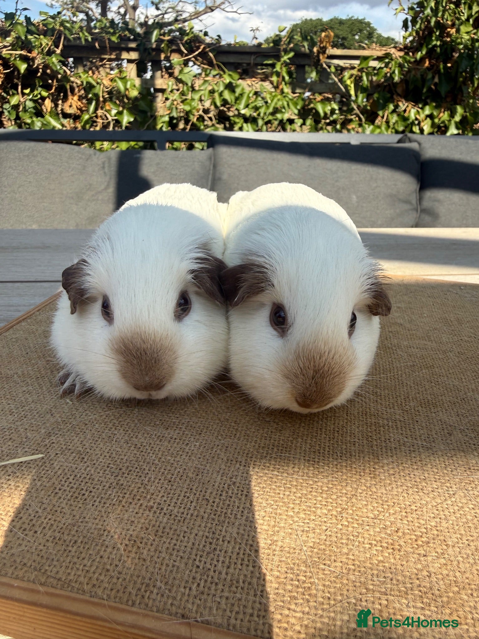 Guinea Pig rodents Pure bred Californian California sows  - Advert 13