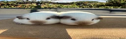 Guinea Pig rodents for sale: Pure bred Californian California sows  - Advert 1