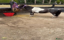 Shetland pony horses for sale: Glenmarsh holly - Image 3
