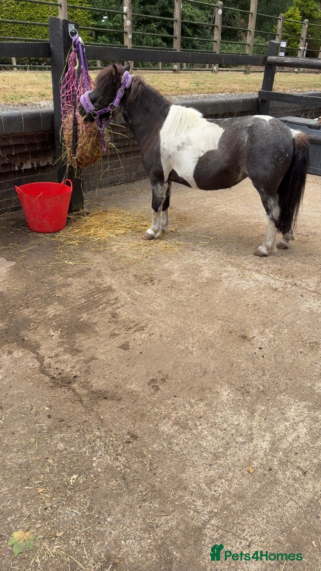 Shetland pony horses for sale: Glenmarsh holly - Image 3