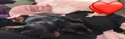 Miniature Dachshund dogs for sale: *REDUCED* FULLY INOCULATED MINI SMOOTH DACHSHUNDS - Advert 5