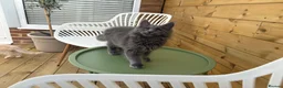 Maine Coon cats for sale: Two blue purebred Maine Coon boys ready - Advert 1
