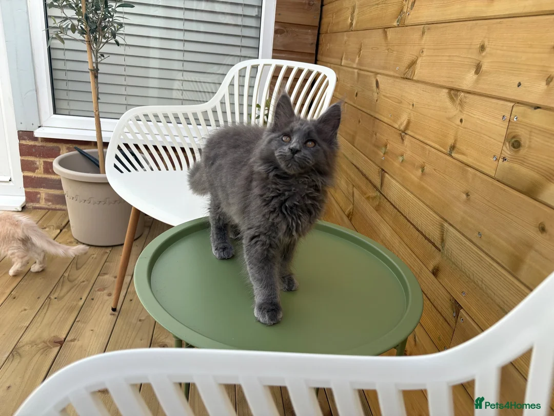 Maine Coon cats for sale: Two blue purebred Maine Coon boys ready - Advert 1