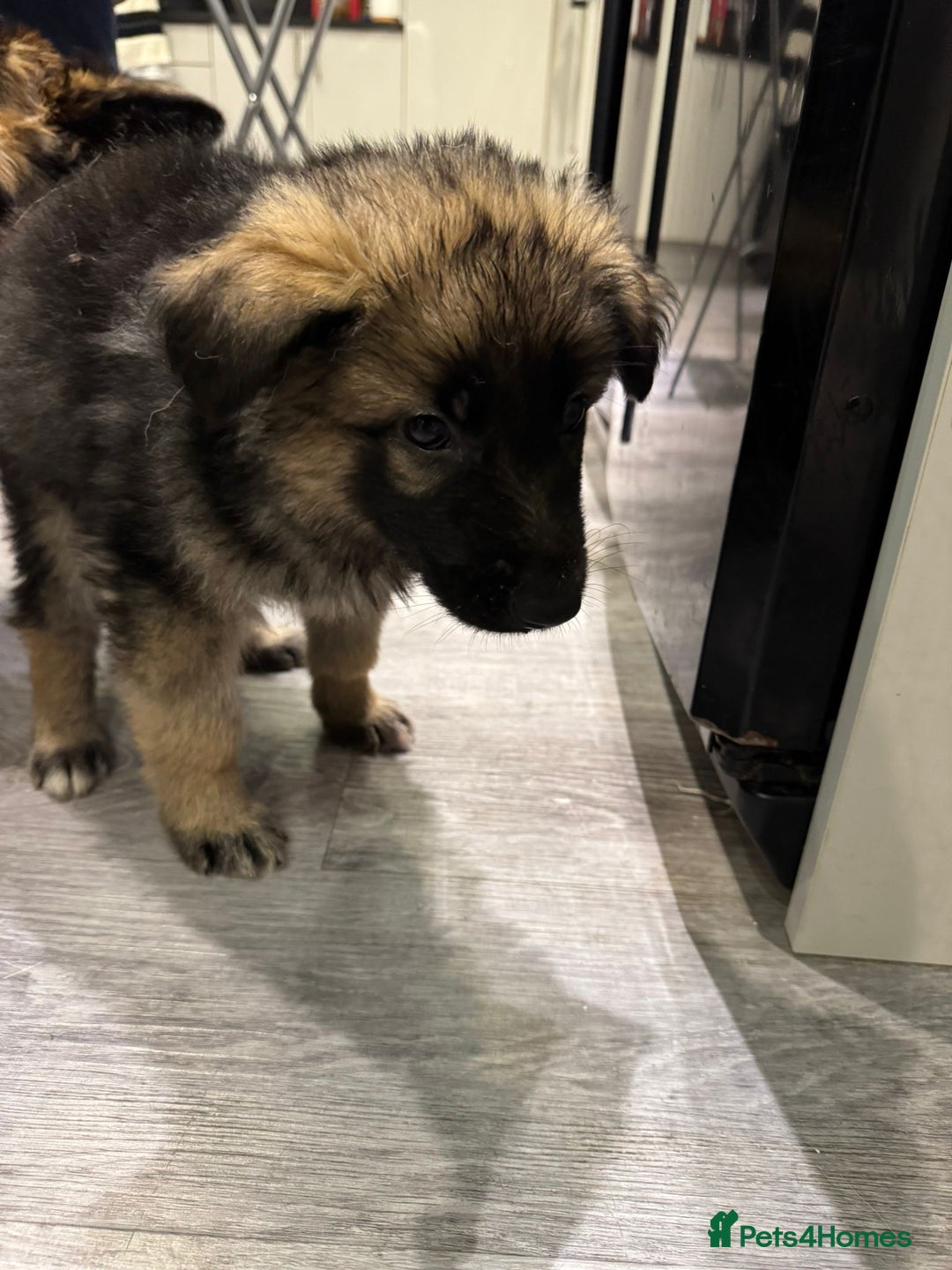German Shepherd dogs for sale: german shepherd puppies full pedigree  - Advert 23