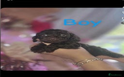 Cockapoo dogs for sale: 8 beautiful F1 cockerpoos. 6 weeks old - Advert 4