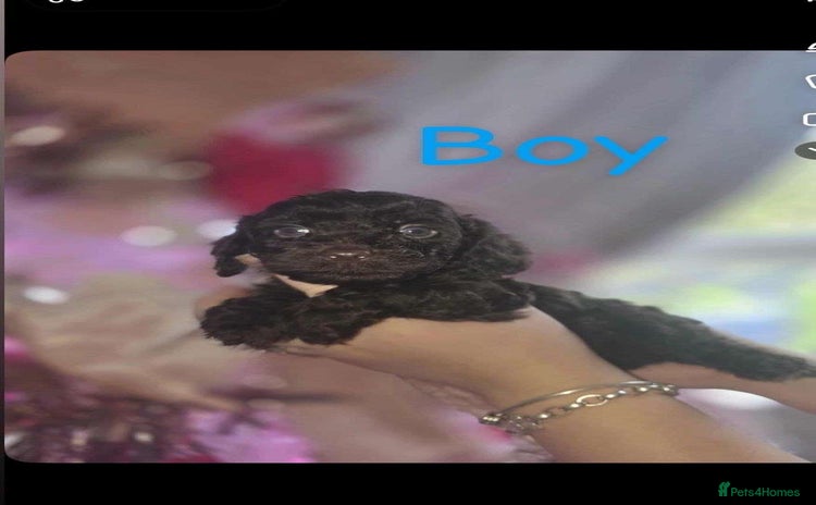 Cockapoo dogs 8 beautiful F1 cockerpoos. 6 weeks old - Advert 3