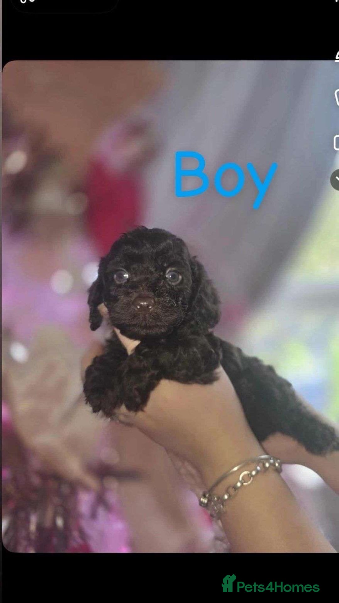 Cockapoo dogs for sale: 8 beautiful F1 cockerpoos. 6 weeks old - Advert 4