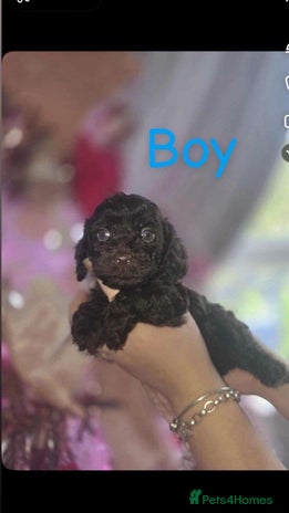 Cockapoo dogs 8 beautiful F1 cockerpoos. 6 weeks old - Advert 1