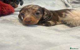 Miniature Dachshund dogs for sale: Stunning kc reg miniature dachshunds  - Image 6