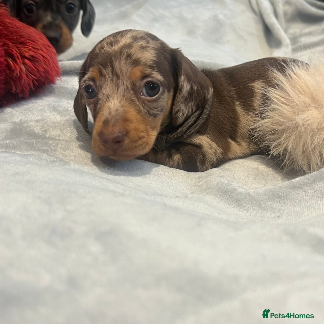 Miniature Dachshund dogs for sale: Stunning kc reg miniature dachshunds  - Image 6