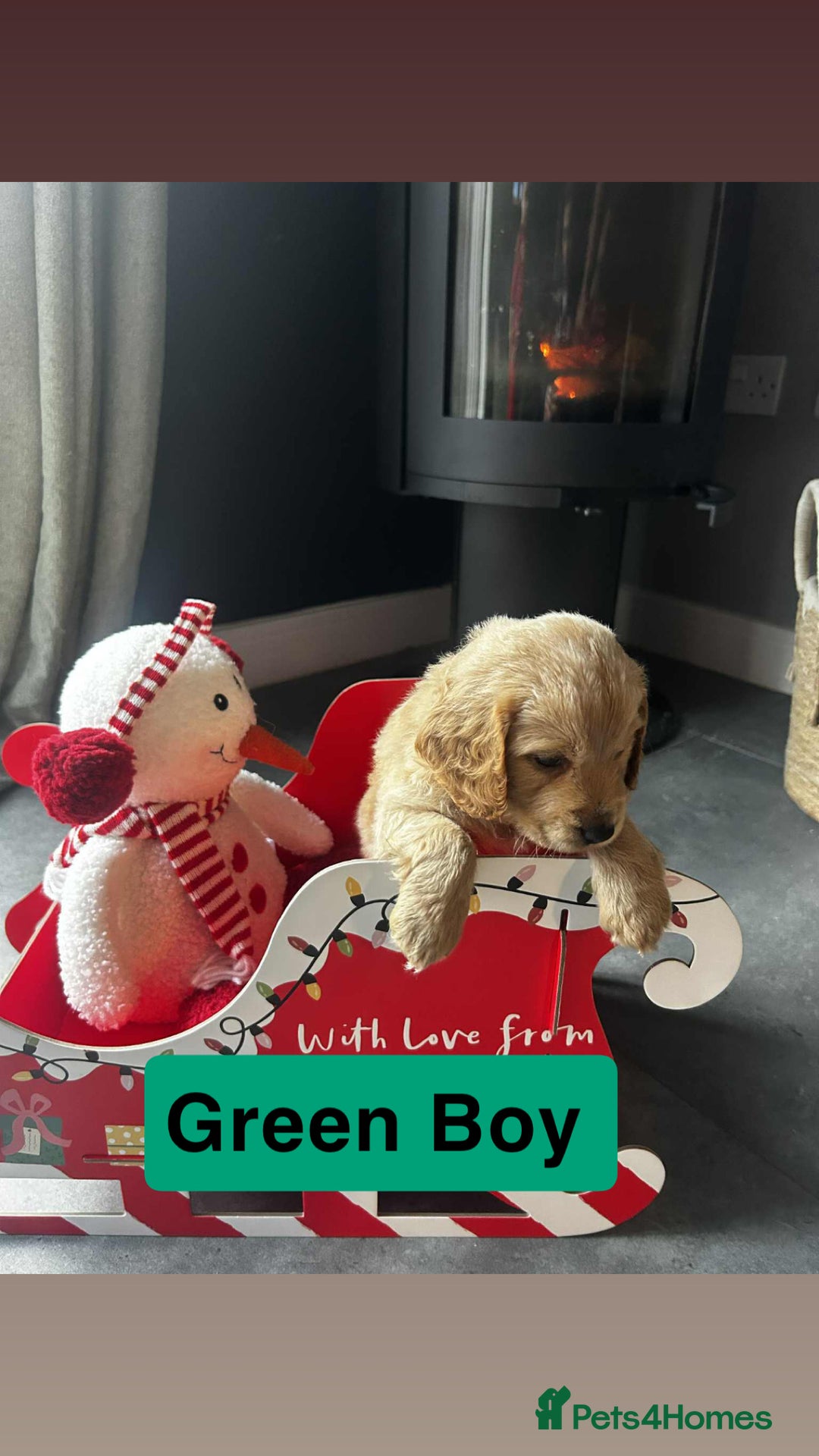 Cockapoo dogs for sale: F2 Cockapoo pups - Advert 15