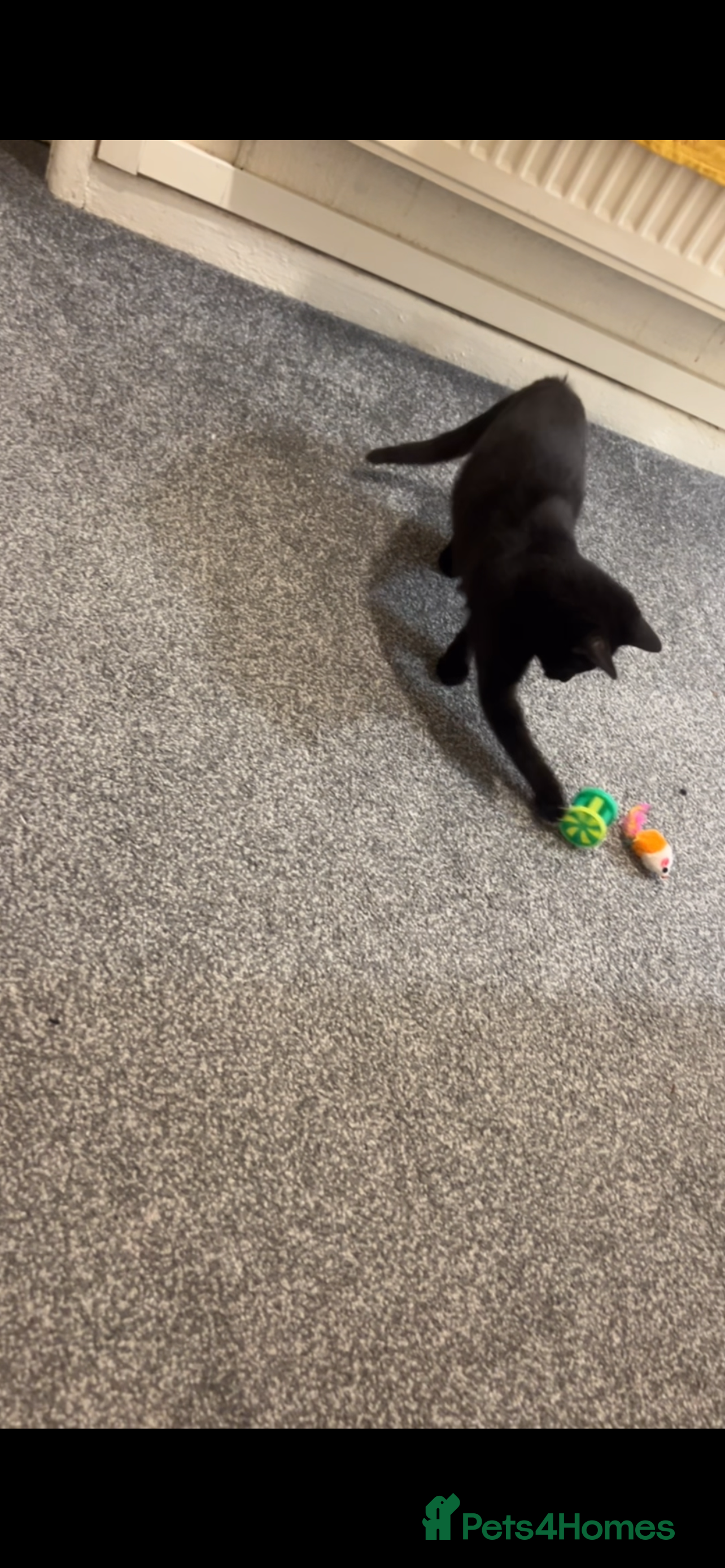 Bombay cats Female Bombay Black Kitten - Advert 8