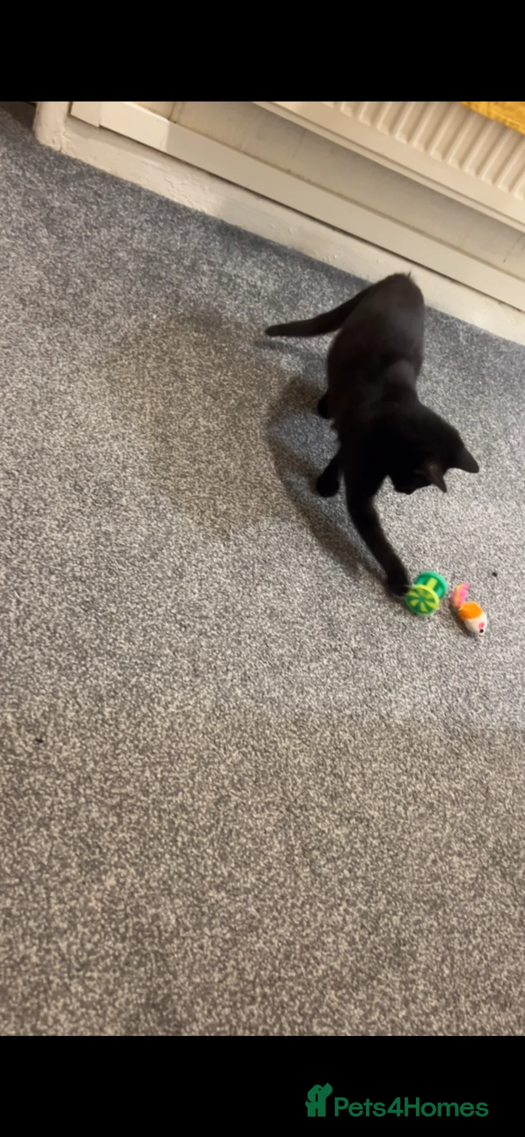 Bombay cats for sale: Female Bombay Black Kitten - Advert 1